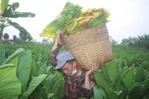 Thuốc lá nguyên liệu ở Võ Dõng 3 vào mùa