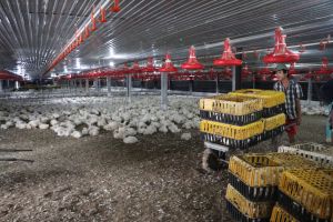 Nuôi gà không chất thải