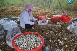 Thị trường nấm Tết khan hàng, sốt giá