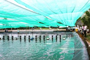 Nhơn Trạch nhân rộng mô hình nuôi tôm công nghệ cao