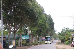 Trồng hơn 1,7 triệu cây xanh trong năm 2021