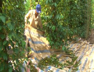 Xuân Lộc khan hiếm công thu hoạch hồ tiêu