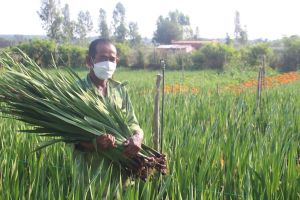 Thu nhập khá hơn nhờ trồng hoa