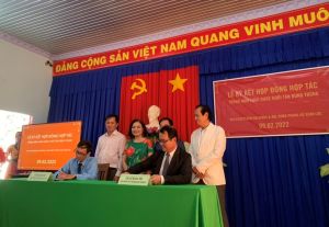 Trồng nấm linh chi dưới tán rừng keo lai