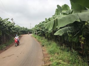 Diện tích cây ăn trái tăng mạnh