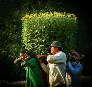 Đồng Nai đoạt giải nhất cuộc thi ảnh Nụ xuân