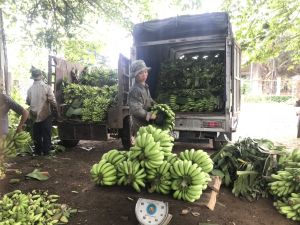 Xuất khẩu chuối gặp nhiều khó khăn