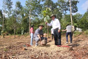 Trồng cây xanh cho nông thôn mới