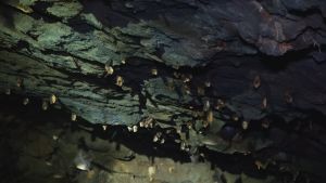 Độc đáo hang động dơi ở rừng Nam Cát Tiên