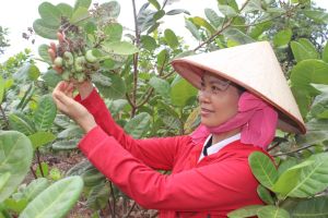 Trễ vụ, hạt điều tăng giá