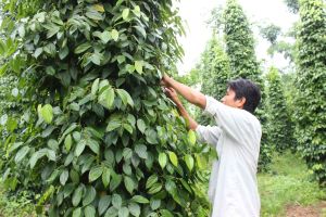 Hồ tiêu giảm giá so với đầu vụ