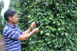 Cần giải pháp đồng bộ xây dựng cánh đồng lớn