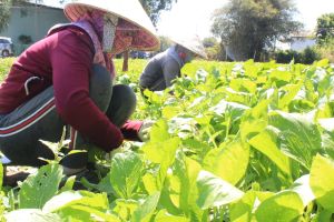 Phụ nữ và khát vọng cống hiến