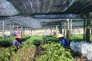 Nhiều thách thức xây dựng vùng sản xuất lớn