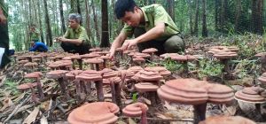 Phát triển kinh tế dưới tán rừng