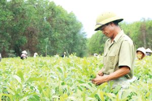 Chiến lược dài hạn cho phát triển kinh tế rừng