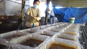 Lò nấu đường duy nhất còn lại ở Bình Lợi