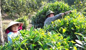 Nỗ lực phục hồi và phát triển đặc sản trà Phú Hội