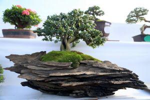 Hơn 90 nhà vườn tham gia Chợ phiên sinh vật cảnh Trấn Biên