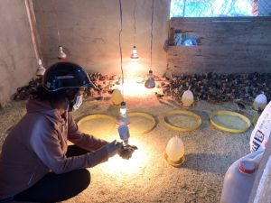 Kiểm soát không để dịch cúm gia cầm lây lan