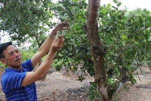 Cây trồng bị ảnh hưởng vì biến đổi khí hậu