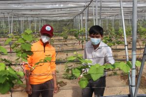 Kỹ sư trẻ trồng nho làm du lịch dưới chân núi Chứa Chan