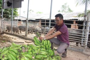 Độc đáo mô hình nuôi heo rừng hữu cơ