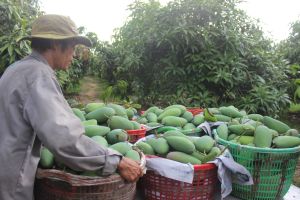 Đầu ra nông sản còn nhiều khó khăn