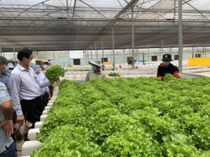 Đô thị sân bay phát triển nông nghiệp công nghệ cao