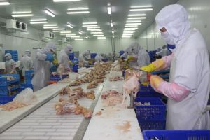 Tìm cơ hội xuất khẩu sản phẩm chăn nuôi