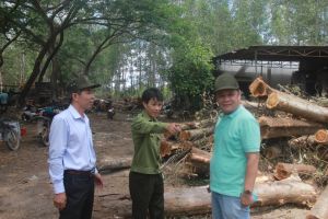 Phát triển chuỗi liên kết trồng rừng gỗ lớn