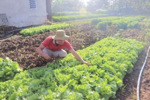 Nông dân lao đao vì bão giá chi phí sản xuất tăng cao