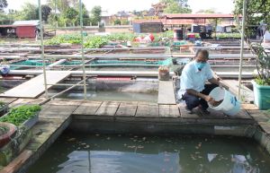 Nhiều vùng nuôi thủy sản bị ô nhiễm nguồn nước