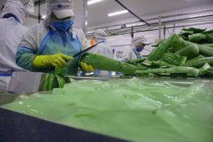 Doanh nhân trẻ vững tay chèo vượt qua sóng gió