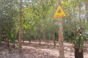 Tăng cường xử lý vi phạm trong lĩnh vực lâm nghiệp