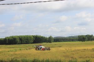 Kiểm soát tốt sâu bệnh vụ đông xuân