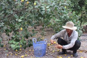 Thất thu mùa điều