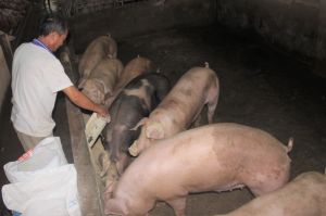 Chăn nuôi heo ứng phó với lạm phát