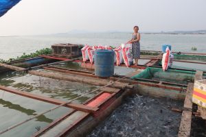 Khởi sắc ngành nuôi trồng thủy sản