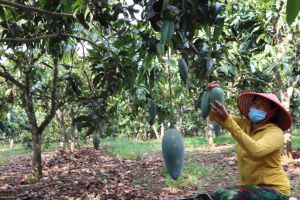 Thách thức phát triển nông nghiệp bền vững