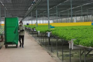 Khó khăn trong xây dựng nông thôn mới ở vùng sân bay