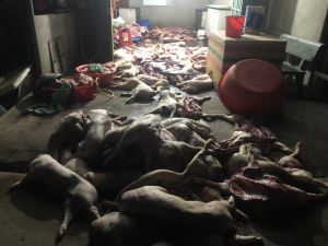 Bị xử phạt vì giết mổ, mua bán 1 tấn thịt heo bẩn ra thị trường