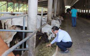 255 cơ sở chăn nuôi được phê duyệt báo cáo đánh giá tác động môi trường