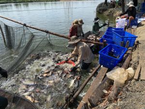 Khai thác thế mạnh ngành nuôi trồng thủy sản