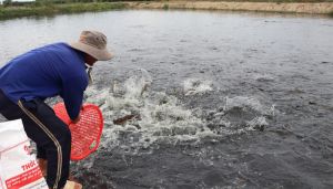 Phát triển nuôi trồng thủy sản bền vững