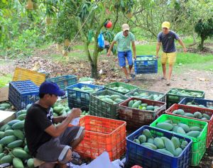 Trái cây tươi lo khủng hoảng thừa