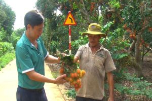 Chôm chôm Xuân Lộc vào vụ thu hoạch