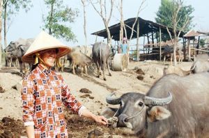 Tăng cường phòng, chống bệnh Viêm da nổi cục ở trâu, bò