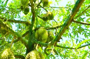 Tuần lễ tôn vinh trái cây và Chợ phiên nông nghiệp đô thị Tây Nam năm 2022