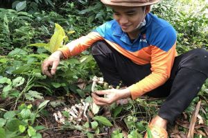 Rộn ràng mùa nấm mối